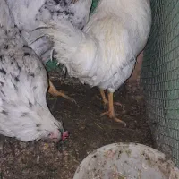 مرغ|حیوانات مزرعه|قره ضیاالدین, |دیوار