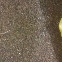 فروش بذر شبدر هراتی ۷چن