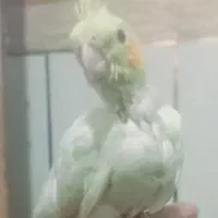 فروش مرغ مینا فنچ نرگسی جوجه عروس هلندی ج کوتوله|پرنده|میرجاوه, |دیوار