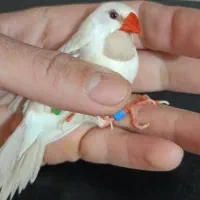 فنچ کرواتی آلبینو