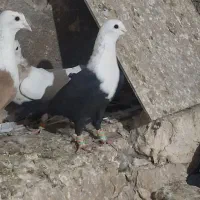 کلاغ نر|پرنده|نیشابور, مازول|دیوار