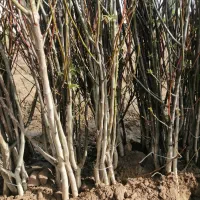 فروش نهال به صورت چکی|گل و گیاه طبیعی|شهریار, شهریار|دیوار