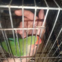 طوطی برزیلی نر رام شده|پرنده|رباط‌کریم, رباط‌کریم|دیوار