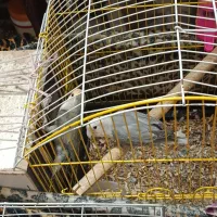 یک جفت طوطی برزیلی به همراه تخم