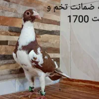 20عدد ماده ابلغ