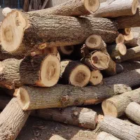 خریدار چوب به قیمت|خدمات باغبانی و درختکاری|دورود, |دیوار