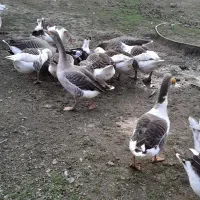 فروش غاز محلی و قو غاز