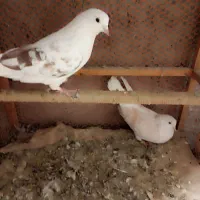 کفتر کبوتر|پرنده|گلستان (تهران), |دیوار