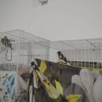 دوتا قناری نر و ماده فروشی