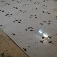 کاشیکاری سنگ کاری و سرامیک کاری کار چسبی