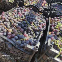 انگورسیاه سنندج