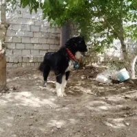 واگزاری سگ نگهبان