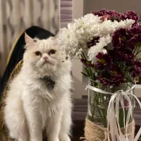 گربه پرشین|گربه|گرگان, |دیوار
