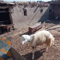 قوچ|حیوانات مزرعه|سیلاخور, |دیوار