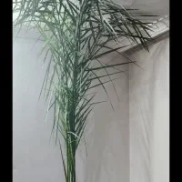 گل نحل