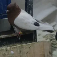 سینه سرخ تافته ای