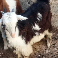 کهره
