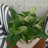 انواع گل پتوس.بنجامین .اریکا|گل و گیاه طبیعی|سهند, |دیوار