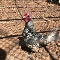 خروس سیبرایت سیلور ۷ماهه