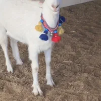 کولار بزغاله سانن اصلی نژاد مادری ۴ کیلو شیر