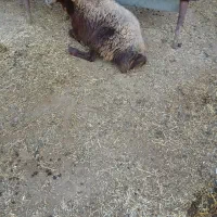 یک میش افشاری گمشده به یابنده مژدگانی داده میشود