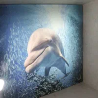 تولید و اجرا سقف های باریسول|خدمات پیشه و مهارت|خرم‌آباد, |دیوار