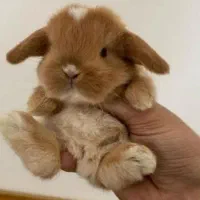 هدیه روز دختر خرگوش عروسکی