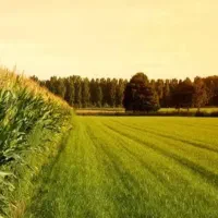 فروش-زمین-1000-متری-در-بنیان-علیا