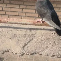 کبوتر ماده زاغ موشی