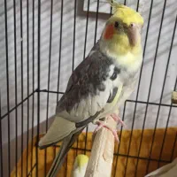 عروس هلندی نرابلغ