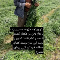 بذر یونجه پایه بلند با تناژ 9تن در هکتار|خدمات باغبانی و درختکاری|مشهد, آبکوه|دیوار