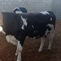 جوانه کشتاری فروشی|حیوانات مزرعه|هلالی, |دیوار