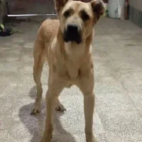 توله سرابی|سگ|گرگان, |دیوار