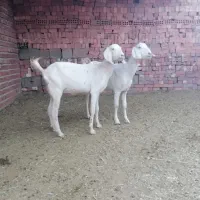 بز گلابی ۲ قلو