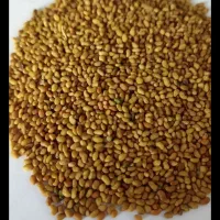 فروش بذر یونجه جو محلی