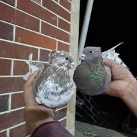 کبوتر پرشی|پرنده|بافت, |دیوار