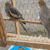 عروس هلندی