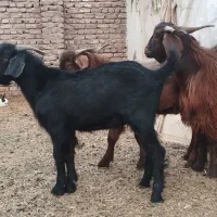 حیوانات مزرعه