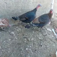 بوقلمون|حیوانات مزرعه|نهاوند, |دیوار