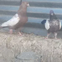 شهری . بهبهانی|پرنده|فیروزآباد (فارس), |دیوار