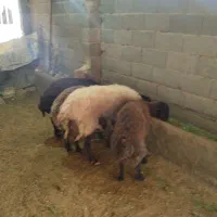 گوسفند سر حال درجه ۱