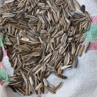 تخمه عالی درجه یک بوجاری شده