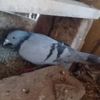 کفتر گوک فروشی|پرنده|ایرانشهر, |دیوار