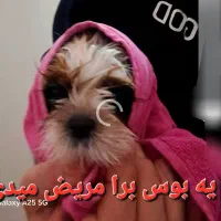 توله سگ شیتزو سوپرفلت اصل 60روزشه