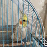 عروس هلندی نر
