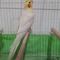 طوطی عروس هلندی ب همراه ۳ جوجه دون خور و ۴تا تخم