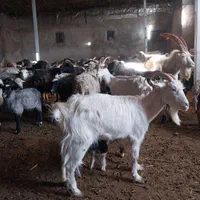 تعاونی تنضیم بازار دام سالم زیرنظر بازراس|حیوانات مزرعه|مشهد, توس (بلوار توس)|دیوار