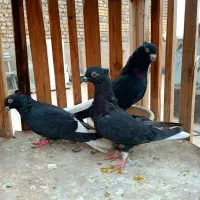 کبوتردم‌سفید