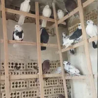 ۲۵جفت جوجه کفتر ناجلد|پرنده|کاشان, فاز ۱ ناجی آباد|دیوار