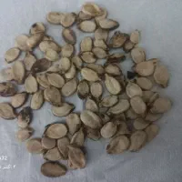 تخم آجیلی|خوردنی و آشامیدنی|کلاله, |دیوار